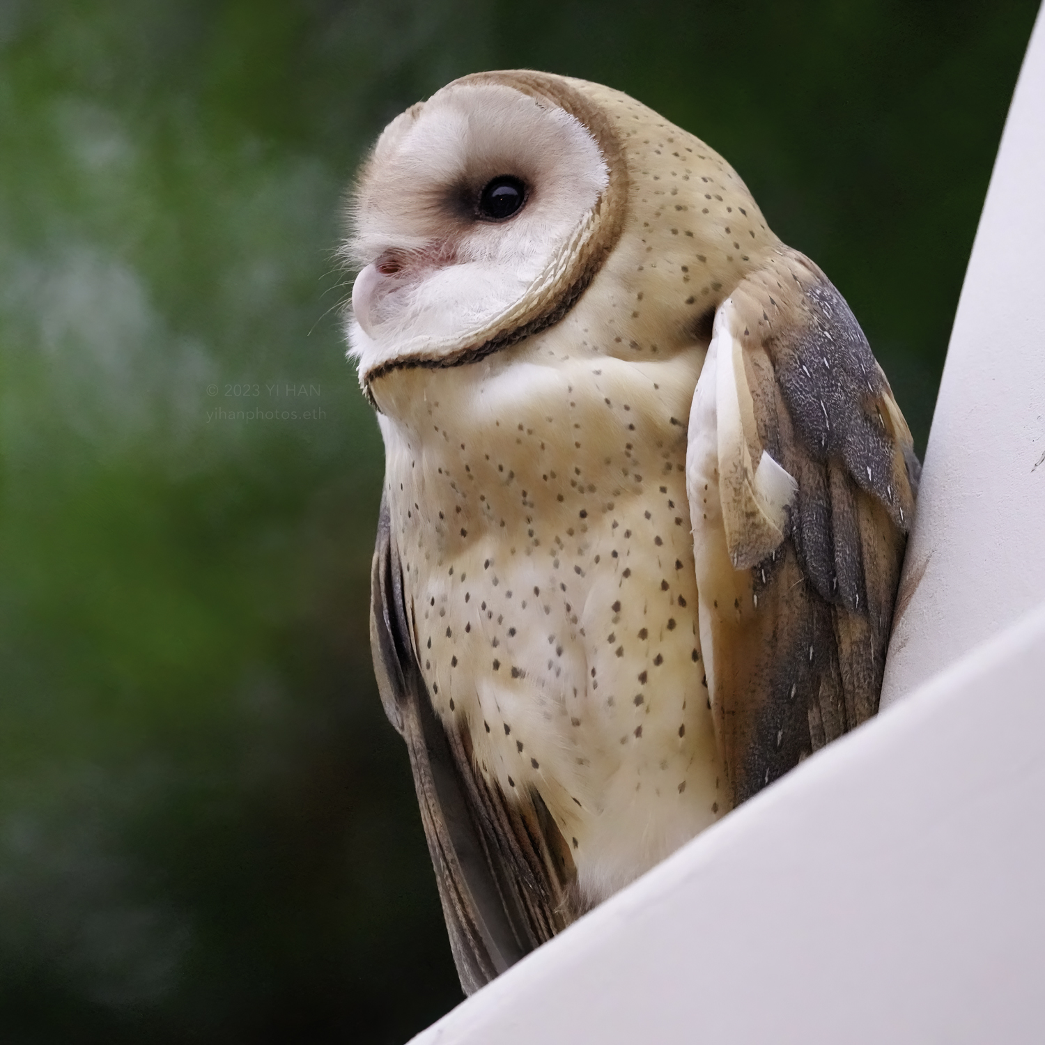 barn owl_3